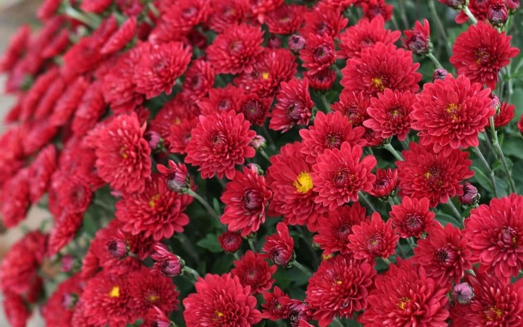 update your landscaping for fall